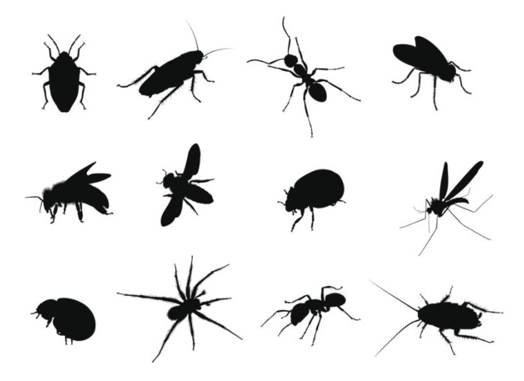 Vì sao nên sử dụng dịch vụ phun diệt côn trùng?